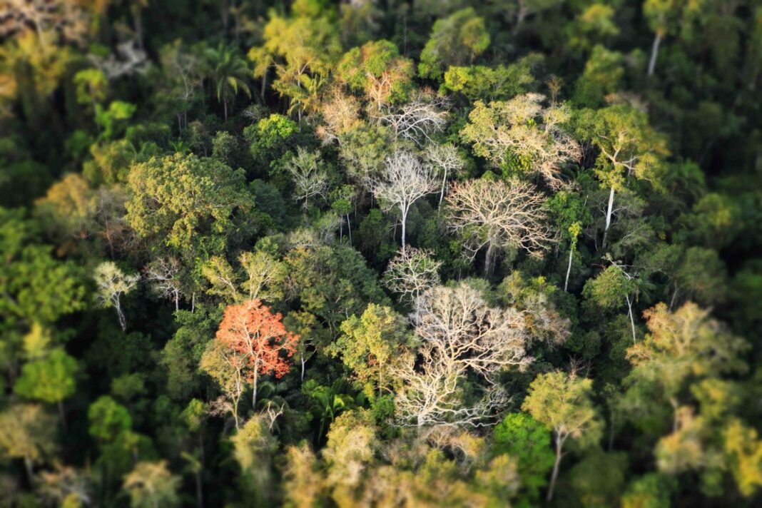 ‘Foreste: i polmoni della Terra’: il corso del Wwf per scoprire tutto ‘Foreste: i polmoni della Terra’: il corso del Wwf per scoprire tutto