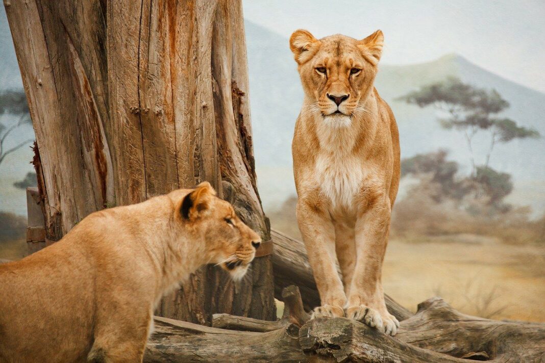 Animali, Wwf: “Sos leoni, al mondo solo 20mila esemplari in natura” Animali, Wwf: “Sos leoni, al mondo solo 20mila esemplari in natura”