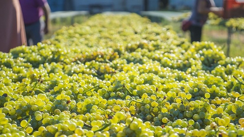 Nel Salento è iniziato il grande rito della vendemmia nelle Tenute Schiena 1 7wvendemmia distesadiFiano