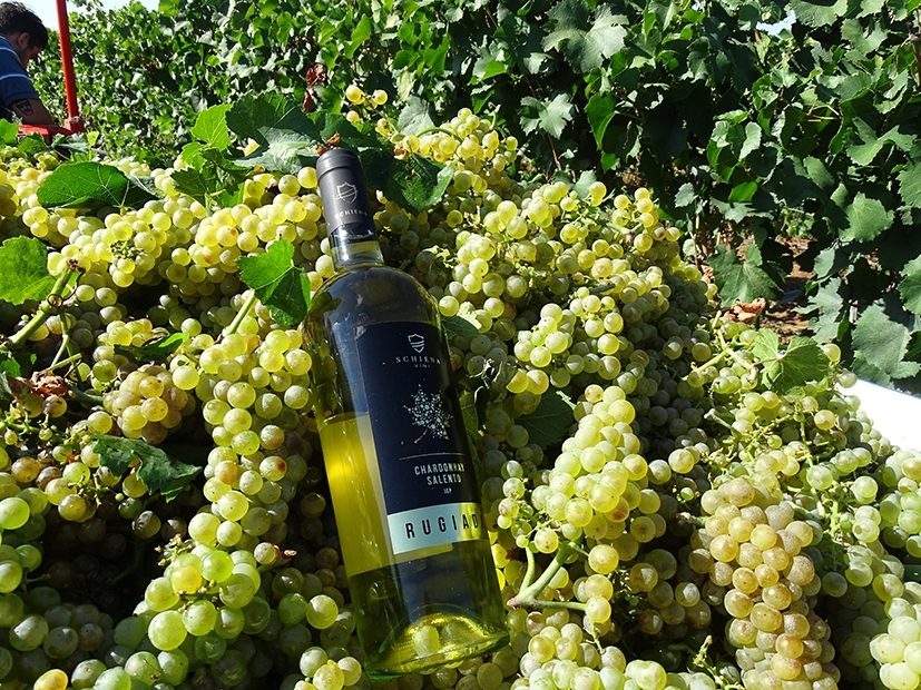 Nel Salento è iniziato il grande rito della vendemmia nelle Tenute Schiena 3 wvendemmia Rugiada