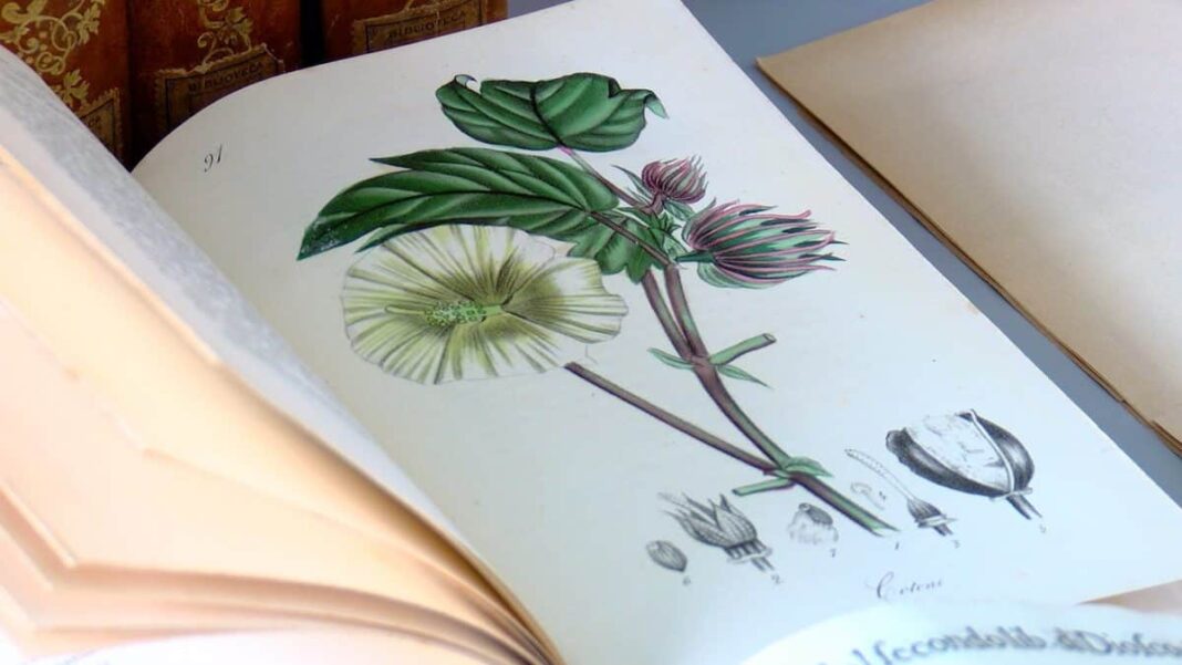 Biblioteche d’Italia, a Roma il cuore della medicina: “La più umana delle scienze” Biblioteche d’Italia, a Roma il cuore della medicina: “La più umana delle scienze”