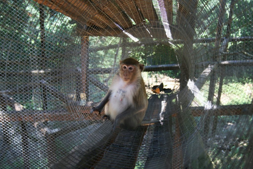 A rischio il futuro delle “Bambine”, il gruppo di macachi che vive nel Parco faunistico di Piano dell'Abatino, in provincia di Rieti, da oltre dieci anni 2 dtf1AscA.jpeg