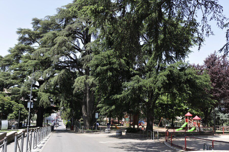 21 Novembre Giornata Nazionale degli Alberi 1 VIALE DEI CEDRI Foto di Eleonora Vallerotonda