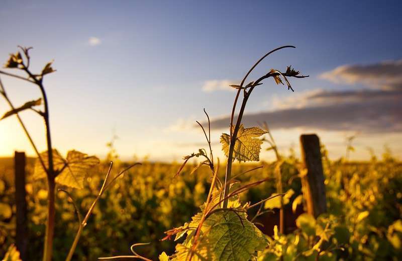 <strong>Crisi climatica, denominazioni e biologico: la Slow Wine Fair fa il punto sul vino</strong> 1 i M6KZhpv L