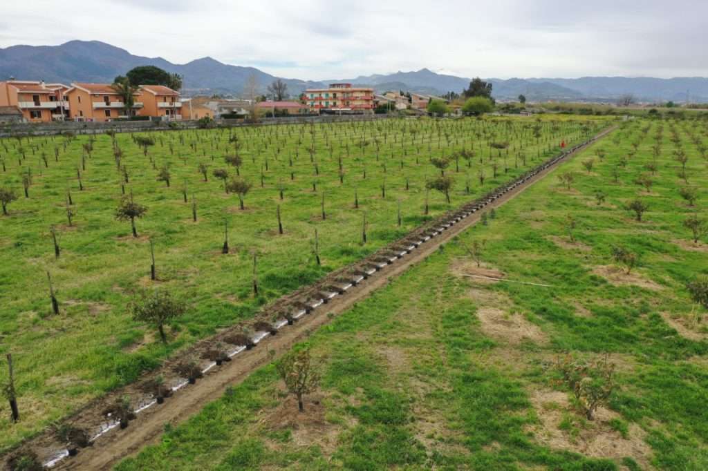 FIRE COMPENSA IL 100% DELLE EMISSIONI DI CO2 E PIANTA 100 ALBERI PER SOSTENERE L’AGRICOLTURA LOCALE 1 Foto 3