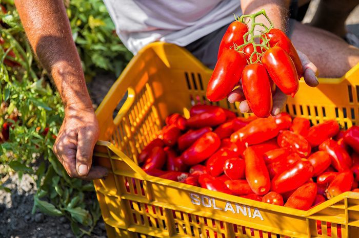 A Sarno la VI edizione “Il Mio San Marzano” di Solania 1 pomodoro san marzano