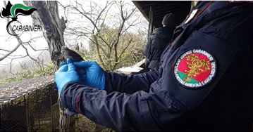 CARABINIERI: conclusa la vasta operazione antibracconaggio "Pettirosso 2023" 1 image