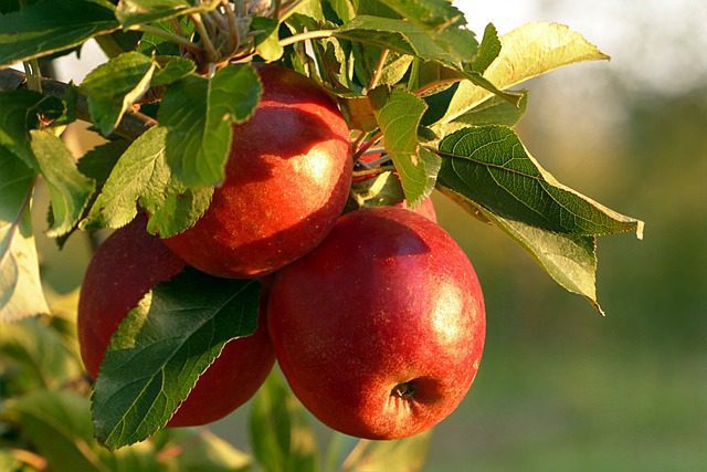 Una mela al giorno: esplorazione dei benefici per la salute di questo superfrutto 1 mela