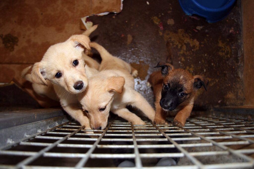 EDUCAZIONE, PREVENZIONE E CONTRASTO AL TRAFFICO ILLECITO, ABBANDONO E MALTRATTAMENTO ANIMALE 3 Amici Fedeli 19