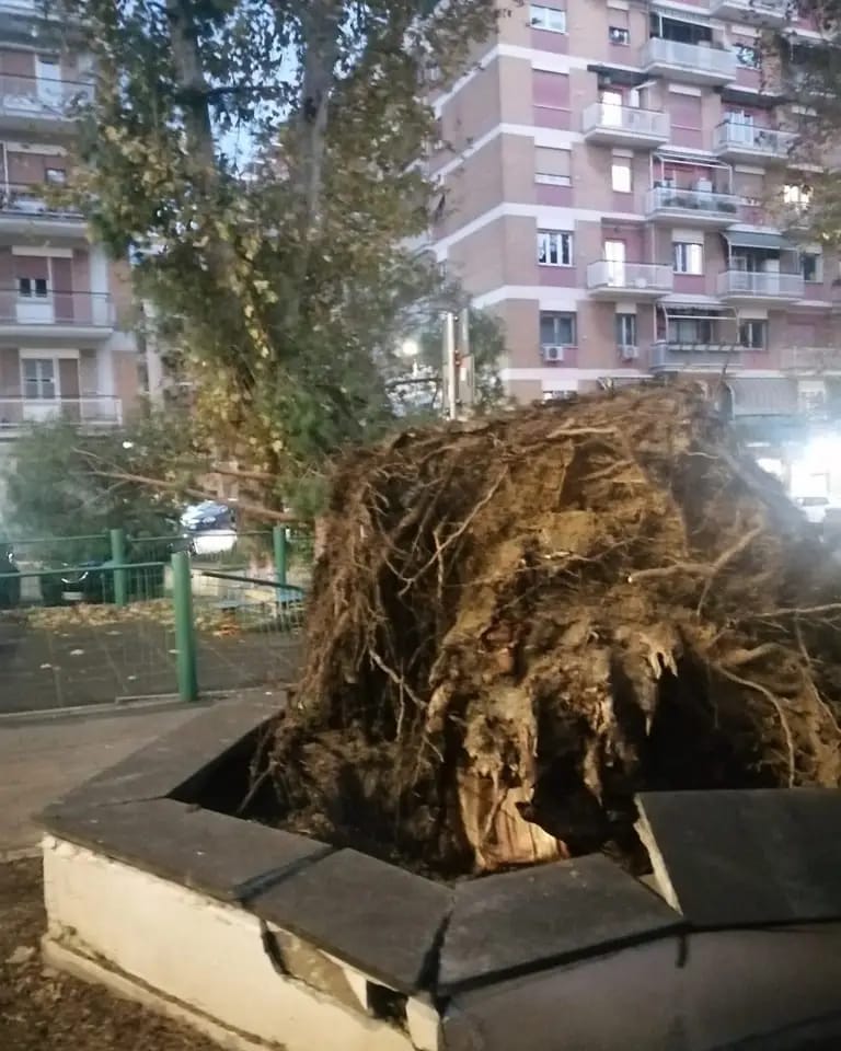 Verde, Festa (M5s): “Albero schiantato su area giochi a Prati, cosa si aspetta a rimuoverlo?” 1 albero Ammiragli 1