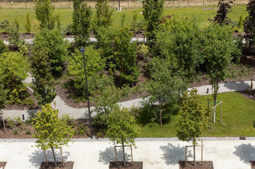 Se aumentano gli alberi diminuisce l’effetto“isola di calore urbana” 1 6bjAMZkOpRek