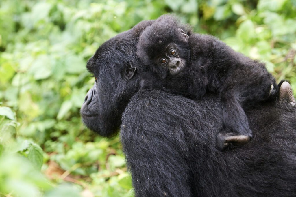 Negli ultimi 50 anni abbiamo perso il 73% degli animali selvatici Negli ultimi 50 anni abbiamo perso il 73% degli animali selvatici