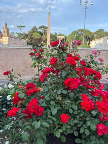Roma - Il roseto di piazza del Popolo festeggia 6 anni 3 WhatsApp Image 2025 05 20 at 20.02.02