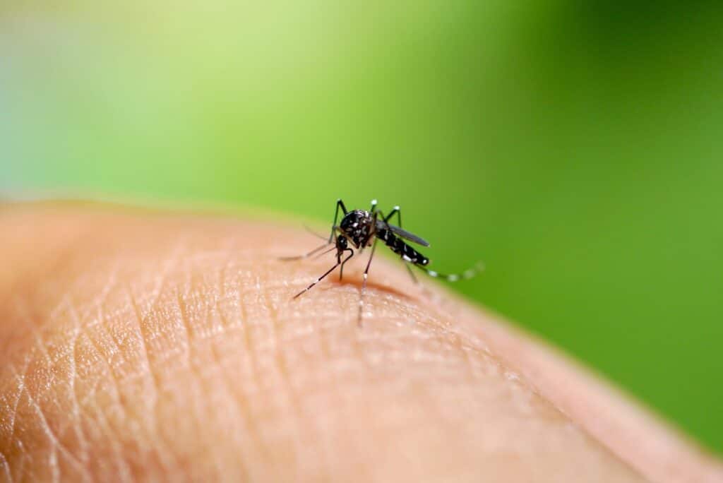 Altro caso di West Nile in Sardegna Altro caso di West Nile in Sardegna