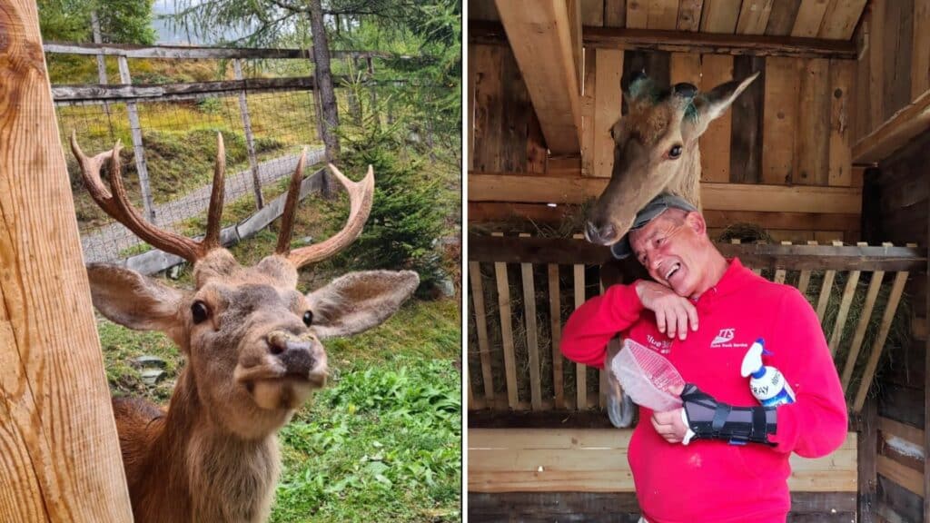 È morto il cervo più famoso d’Italia: addio a Bambi, cresciuto con le capre È morto il cervo più famoso d’Italia: addio a Bambi, cresciuto con le capre