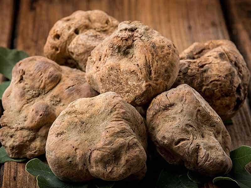 Mostra Nazionale del Tartufo: San Miniato celebra l’eccellenza Mostra Nazionale del Tartufo: San Miniato celebra l’eccellenza