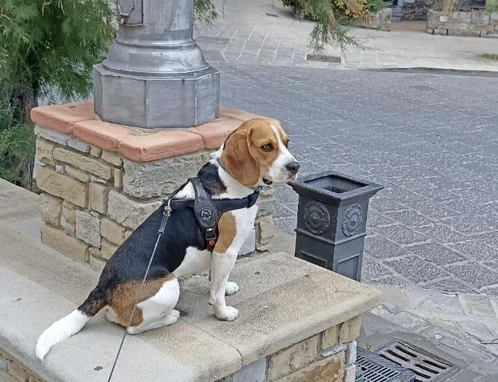 Il fascino del dog trekking a Firenze Il fascino del dog trekking a Firenze