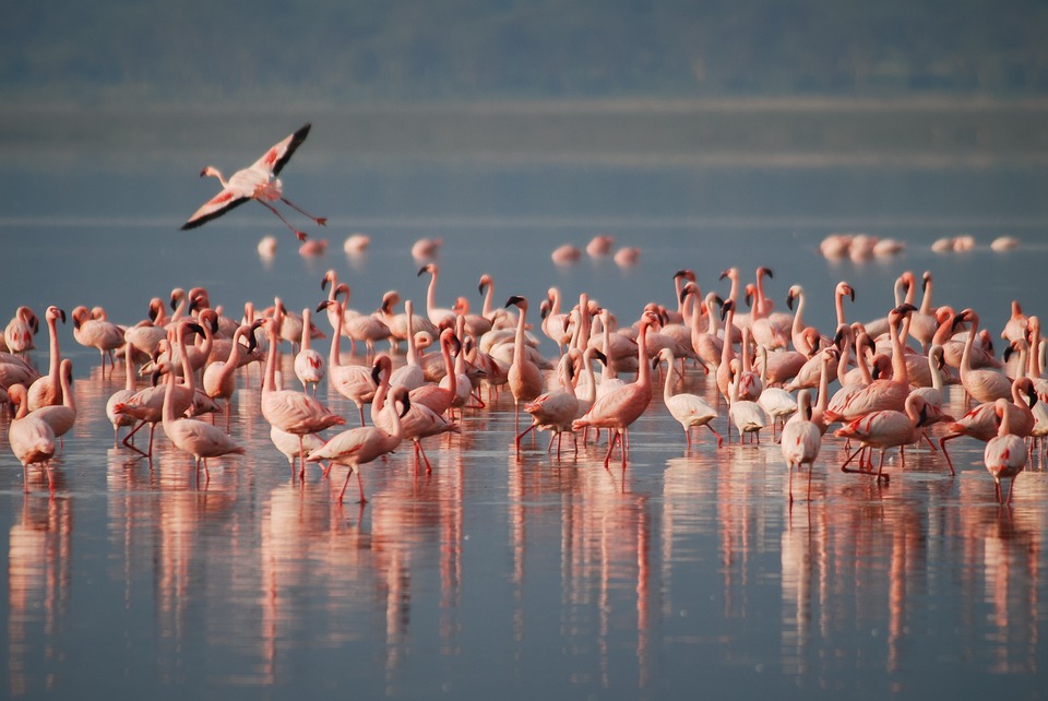 Lago di Burano, la Toscana più selvaggia e sorprendente Lago di Burano, la Toscana più selvaggia e sorprendente