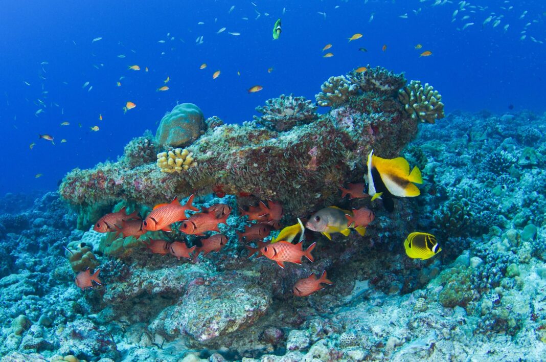 Seychelles: oltre 18.000 coralli trapiantati Seychelles: oltre 18.000 coralli trapiantati