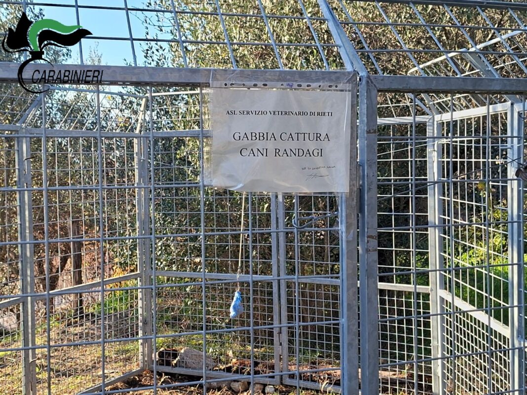 POGGIO BUSTONE. I CARABINIERI FORESTALE DEFERISCONO UNA DONNA PER INTERRUZIONE DI SERVIZIO PUBBLICO. POGGIO BUSTONE. I CARABINIERI FORESTALE DEFERISCONO UNA DONNA PER INTERRUZIONE DI SERVIZIO PUBBLICO.