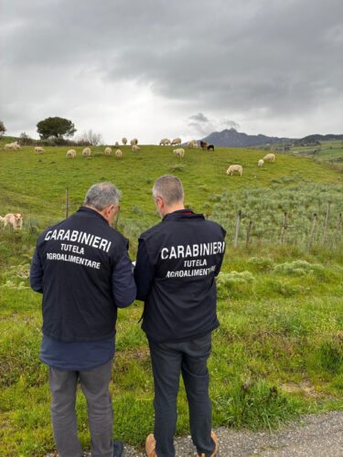 TRUFFA AI DANNI DELL’UNIONE EUROPEA 1 Foto 1 2