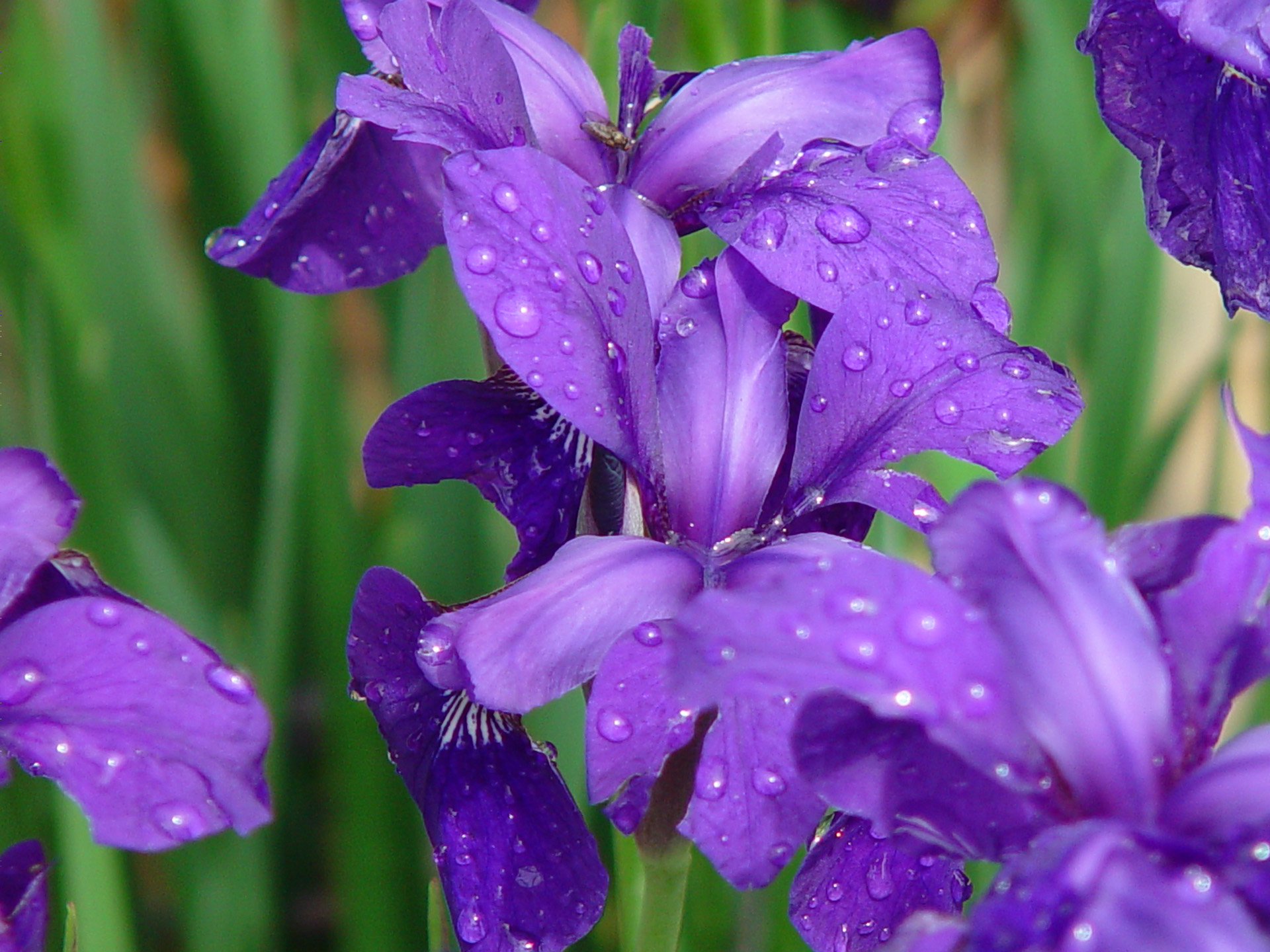 Il Giardino dell’Iris torna a incantare Firenze Il Giardino dell’Iris torna a incantare Firenze
