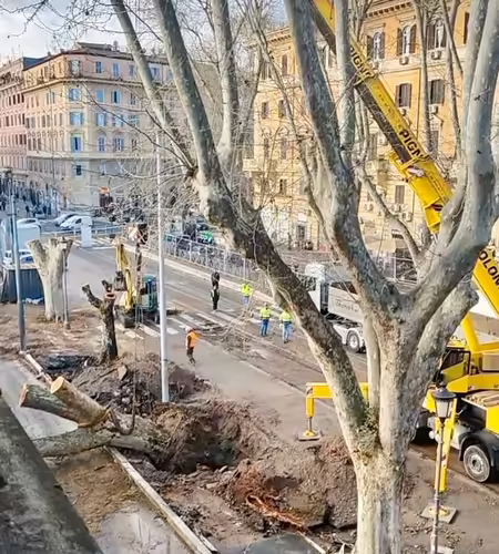 Il paesaggio storico e gli alberi di Roma continuano a sparire nel caos: la battaglia legale di CURAA per difendere il diritto all'ossigeno si estende a tutti i municipi 3 d6b30fbb 1057 4137 9440 d35d9691c26b