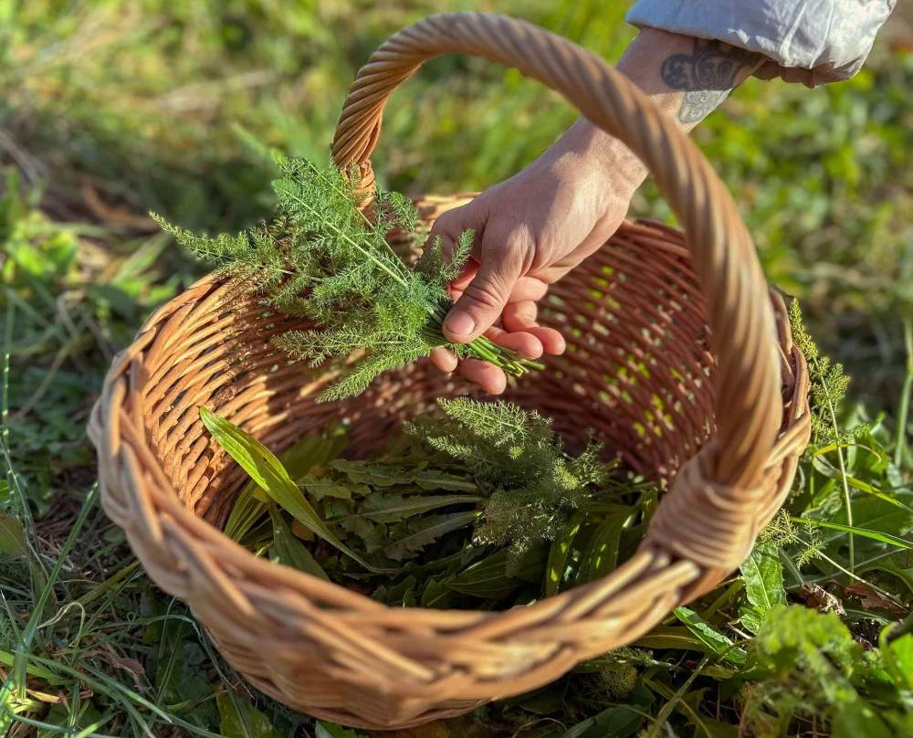 Foraging in Toscana tra natura, sapori e tradizione Foraging in Toscana tra natura, sapori e tradizione