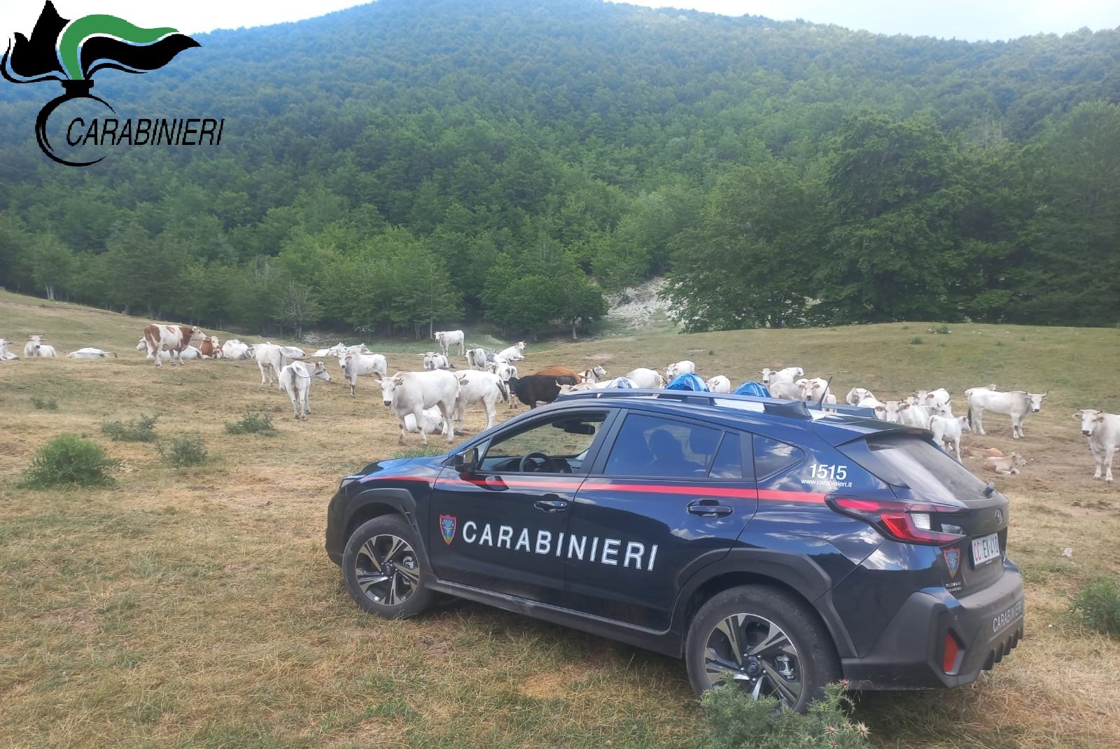 CARABINIERI FORESTALI: CONTROLLI PER PASCOLO IN PERIODO DI DIVIETO E SENZA AUTORIZZAZIONE CARABINIERI FORESTALI: CONTROLLI PER PASCOLO IN PERIODO DI DIVIETO E SENZA AUTORIZZAZIONE