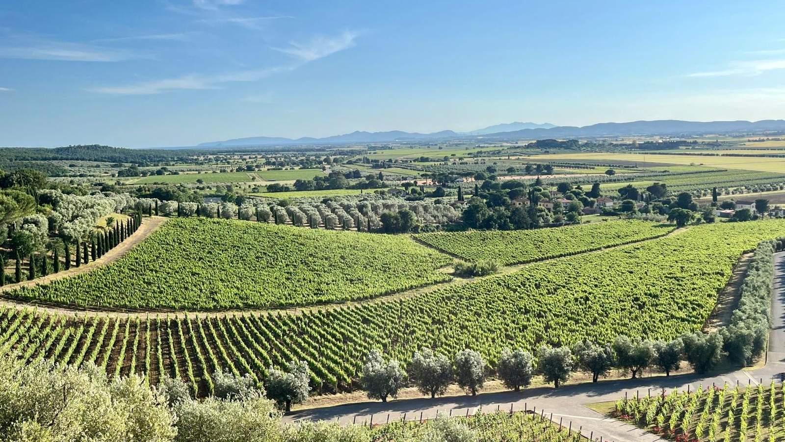 Cantine Aperte in Toscana: un viaggio tra tradizione, paesaggi e gusto Cantine Aperte in Toscana: un viaggio tra tradizione, paesaggi e gusto
