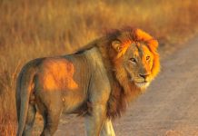 Glamour: l’estate 2026 porta in Africa tra mare e safari