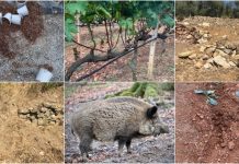 I cinghiali aumentano in modo incontrollato: perché la caccia di selezione non è stata ancora avviata?